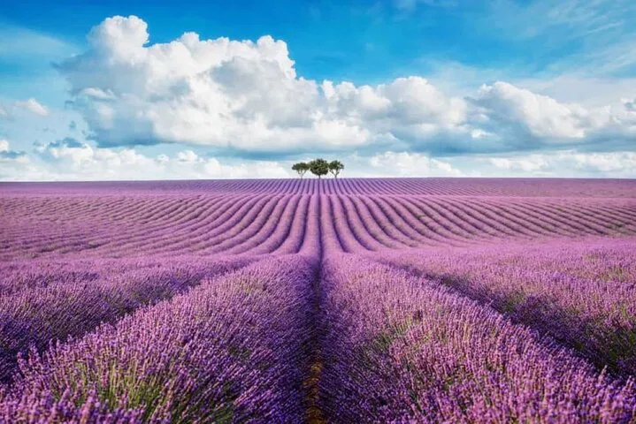 Unforgettable Lavender & Verdon Gorge Private Tour from Nice!