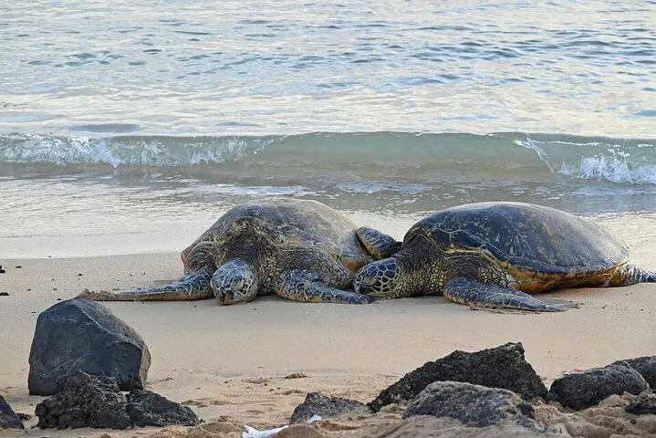 Oahu's Ultimate Circle Island Adventure: Turtle Swims & Plantation Delights!
