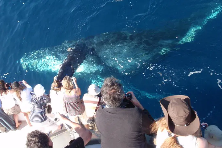 Newport Beach Whale Watching: A Marine Adventure Awaits!