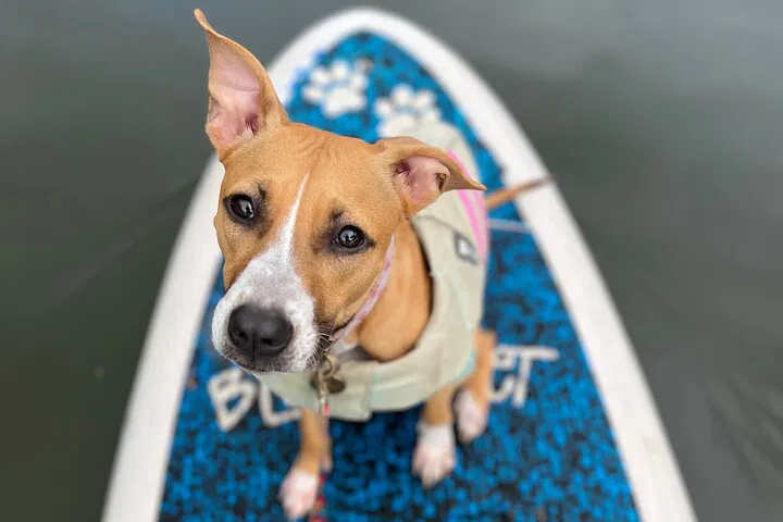 Oahu: Paddle Board with Rescue Dogs on North Shore