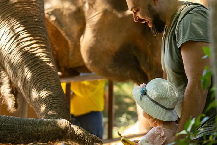 Ethical Elephant Encounters: A Day of Respectful Observation in Phuket