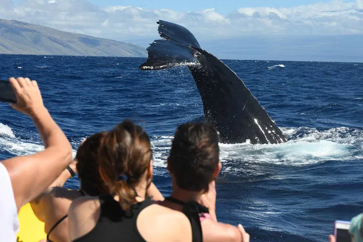 Maui Whale Watch & Snorkel: 3.5-Hour Adventure!