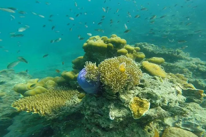 Uncover Trang Sea's Hidden Gems: 4 Islands & Emerald Cave Adventure!