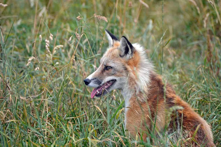 Enchanting Fox Encounter: A Wildlife Adventure for Two