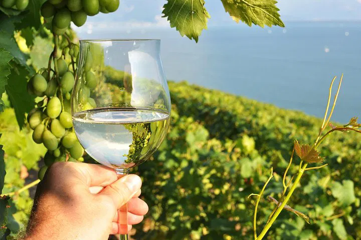 Sip & Stroll: Niagara Wine & Lavender Bliss Awaits!
