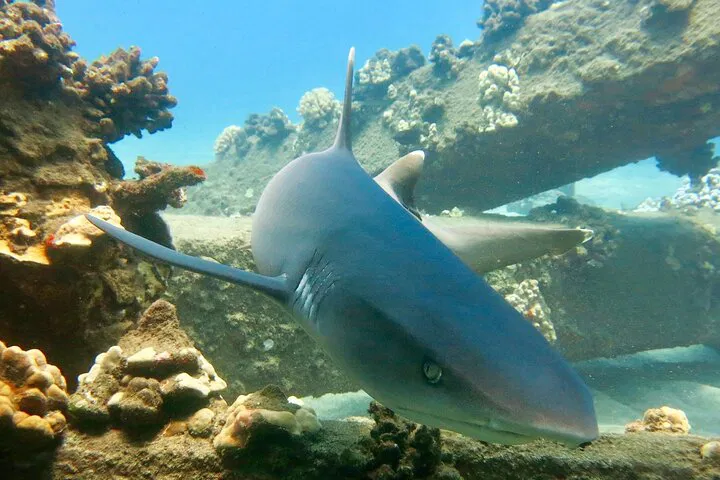 Discover Maui's Underwater Wonders: Private Scuba Diving Adventure for Two