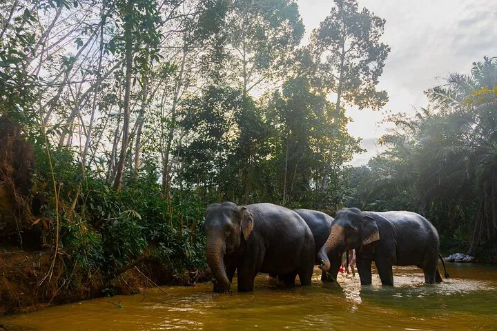 Ethical Elephant Encounters: Eco-Tour & Sanctuary Transfer in Khao Lak