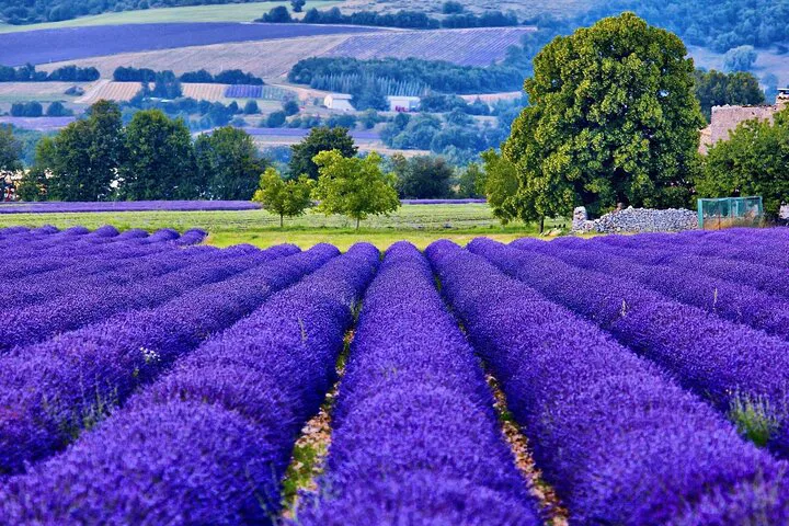 Unforgettable 7-Day Private Burgundy & Provence Wine Tour: A Luxurious French Escape