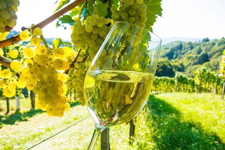 Cannes to Provence: Wine, Art & Antibes Day Trip