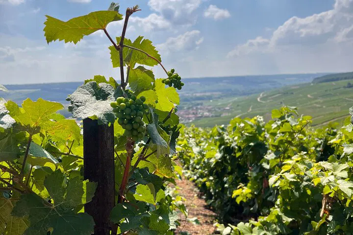 Champagne Region Tour: Discover Épernay's Best Vineyards