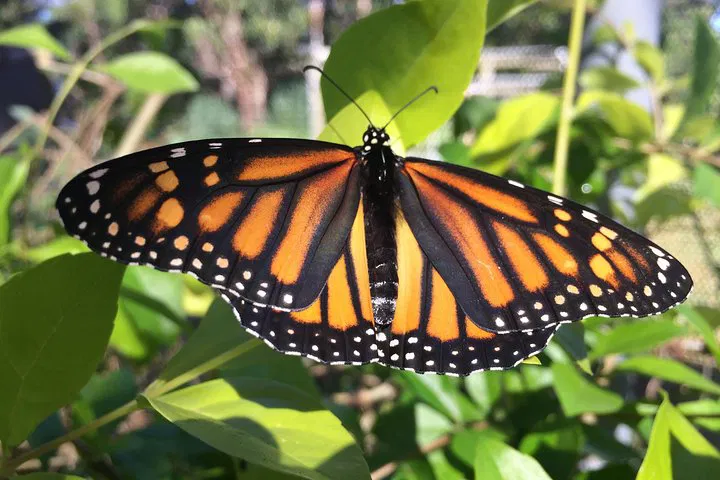 Maui Butterfly Farm Tour: Witness Hawaii's Winged Wonders Up Close!