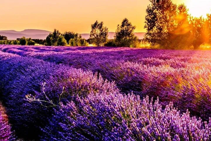 Provence Lavender Fields: Aromatic Private Tour from Marseille