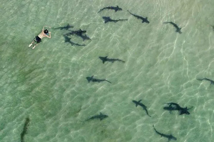 La Jolla: Snorkel with Harmless Leopard Sharks!