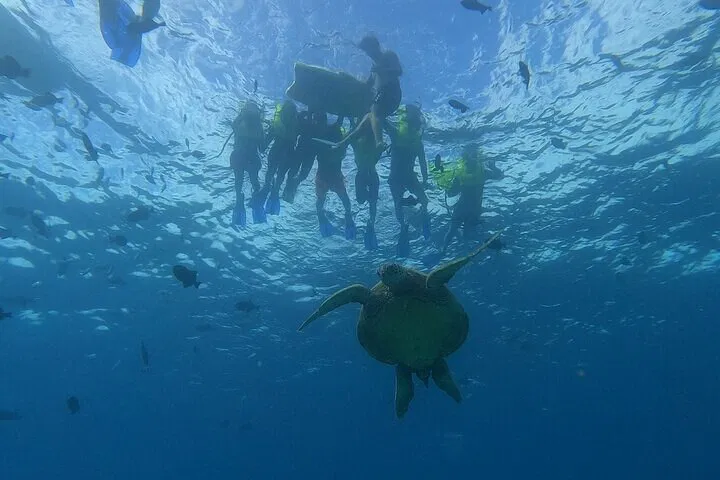 Oahu Turtle Snorkel & Dole Plantation Tour