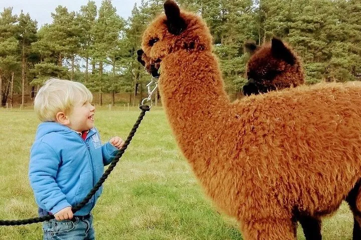 Scottish Highlands Adventure: Walk Alpacas, Meet Highland Cows & Wildlife!