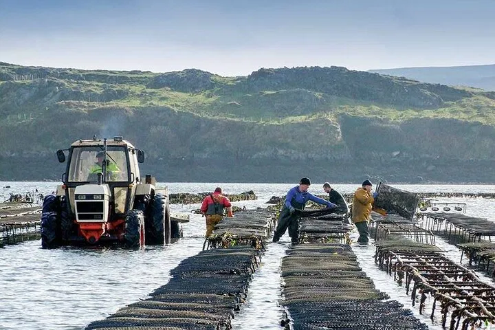 Clifden's Oyster Farm Adventure: Taste the Irish Coast