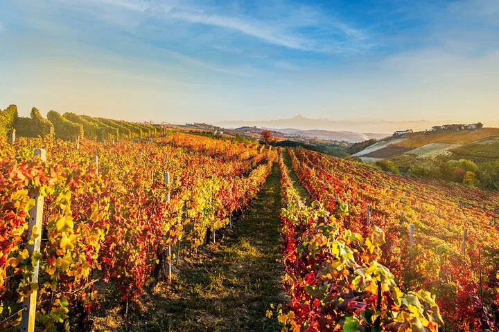 Unforgettable Wine Journey: Monforte d'Alba Vineyard Experience