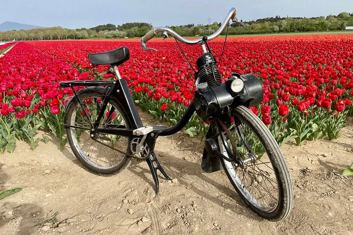 Solex Tour & Wine Tasting: Provence's Vineyards