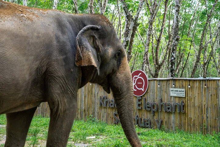 Khao Lak Eco-Safari: Ethical Elephant Encounters & Turtle Conservation