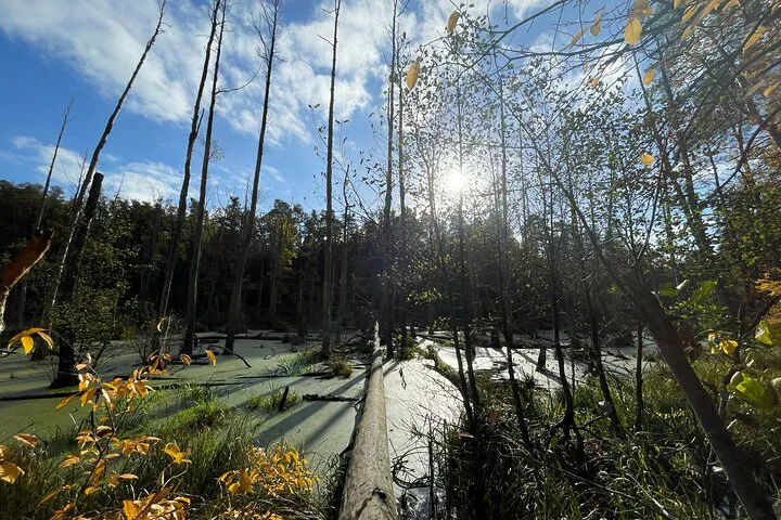 Berlin & Brandenburg Hiking: Nature Escape with Guided Expertise!