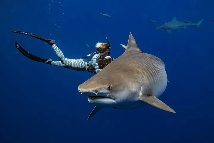 Haleiwa's Safe Shark Dive: A Mind-Opening Aquatic Encounter!