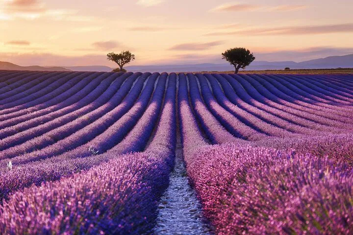 Unforgettable 7-Day Provence Escape: Lavender Fields & Wine Delights
