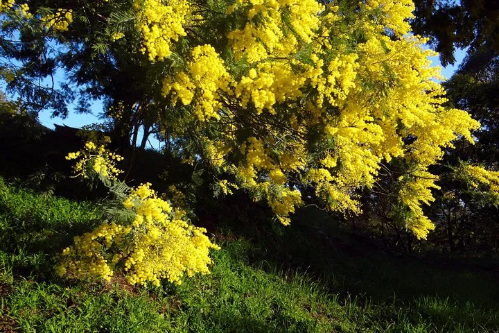 Discover Mimosa Magic: A Private Coastal Tour from Cannes