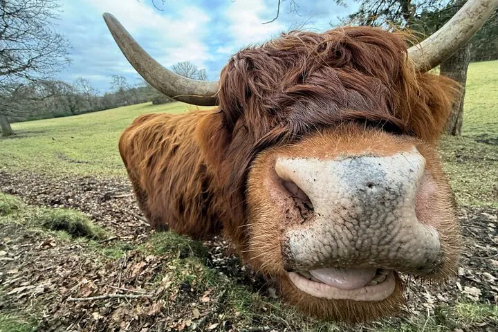 Highland Cows, Castles & Glencoe Private Tour from Glasgow