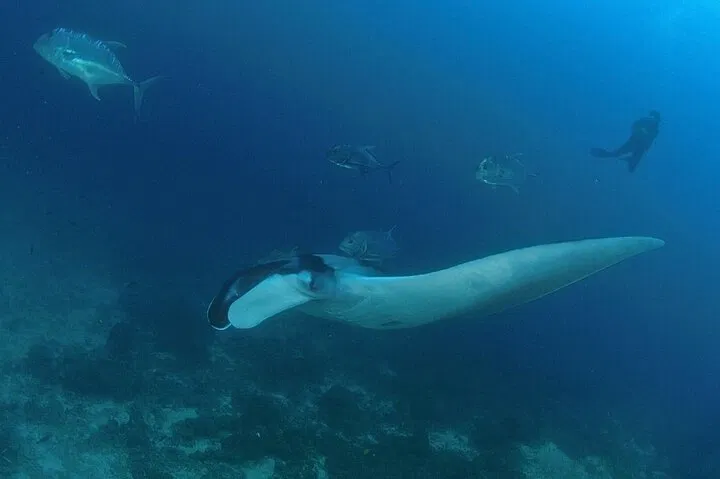Phuket's Underwater Wonders: Racha & Coral Islands Diving Adventure!