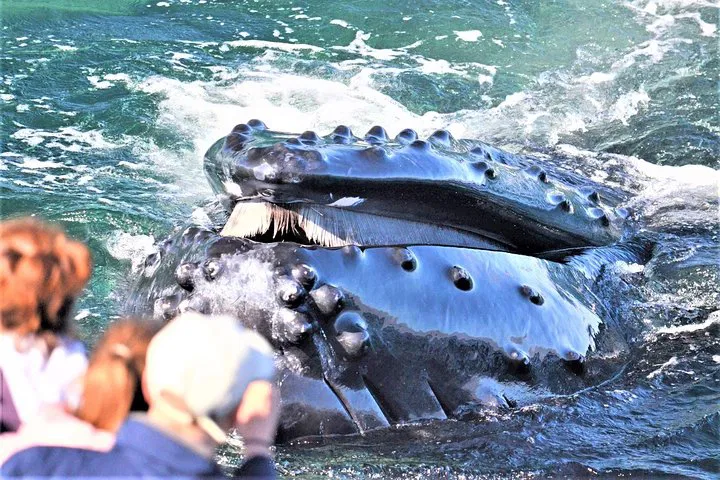 Boston Whale Watch Cruise by High-Speed Boat