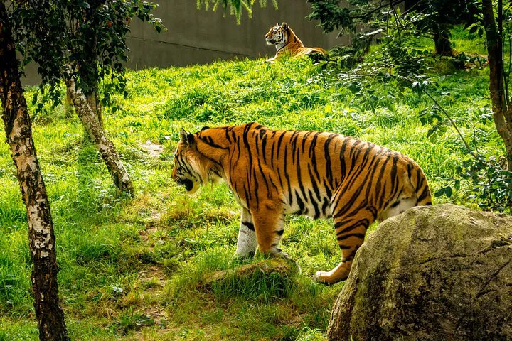 Dublin Zoo: Skip the Line and Roar into Adventure with Private Transfers!