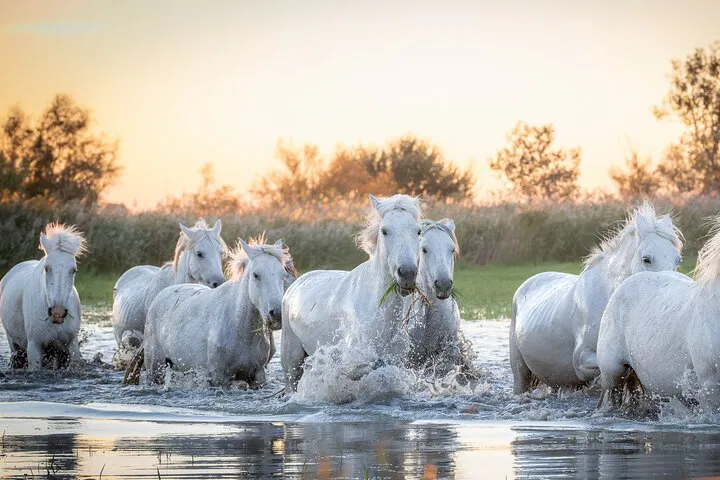 Camargue Horses: Capture Provence's Wild Beauty