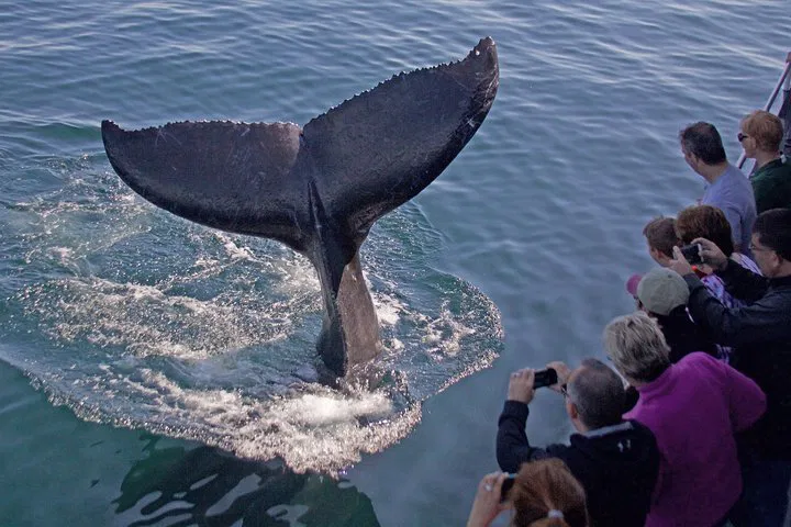 Gloucester Whale Watching: Guaranteed Sightings!