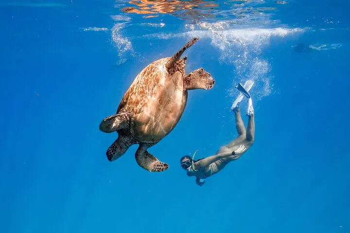 Waikiki Turtle Canyon Snorkel: Intimate Encounters, Guaranteed Turtle Sightings!