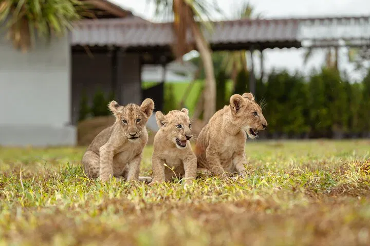 Lion Land Phuket: Entry Ticket & Private Transfer