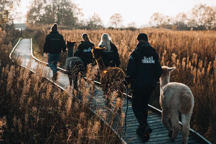 Alpaca Trekking: Wetley Moor Adventure!