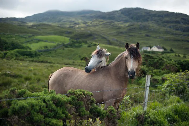 Unforgettable Irish Escape: 2-Day Rail Tour to Connemara & Galway Bay!