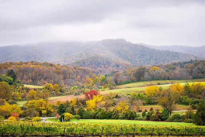 Uncork Virginia: A Luxurious Private Wine Tour from DC