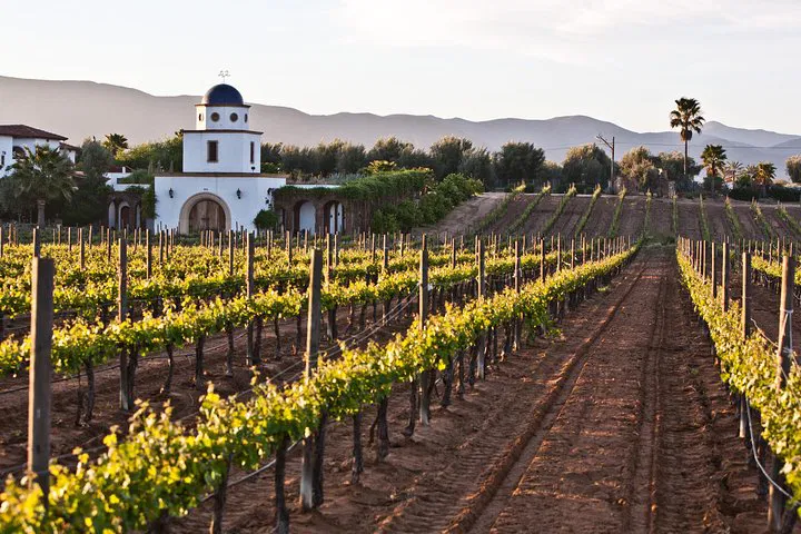 Savor Mexico: Guadalupe Valley Wine Tour from San Diego
