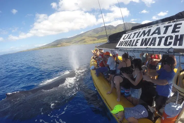 Maui's Exclusive VIP Whale Watch: An Intimate Ocean Adventure