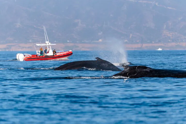 Oceanside Whale Watching: Small Group, Big Adventure!