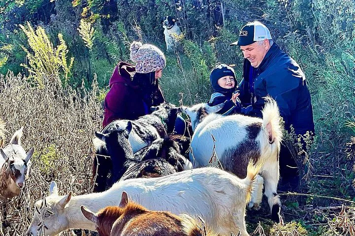 Haute Goat Shmurgle: Cuddle Up with Goats in Ontario's Playful Farm!