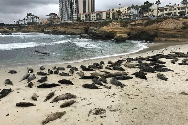 La Jolla Segway Tour: Seals, Mansions & Shopping!