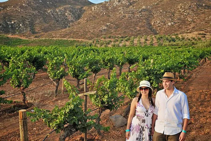 Unforgettable Guadalupe Valley Wine Tour: Private & Luxurious