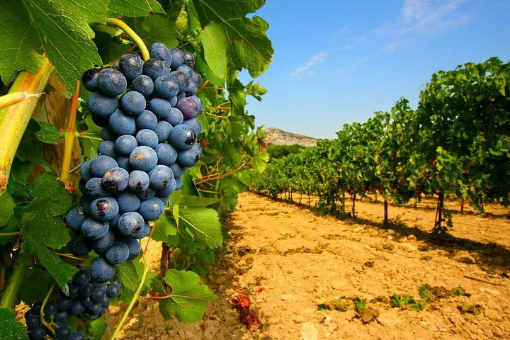 Avignon: Vineyard Tour with Wine Tasting