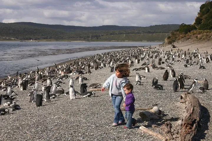 Walk Among Penguins: An Unforgettable Beagle Channel Adventure