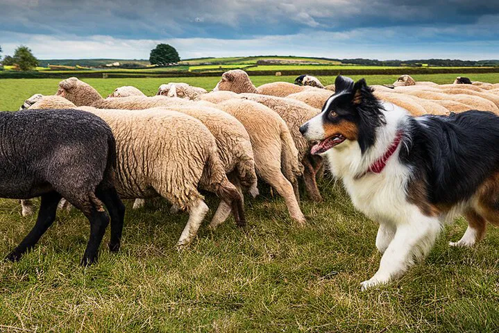 Unforgettable Irish Countryside: Dublin to Glendalough, Wicklow & Kilkenny Day Tour