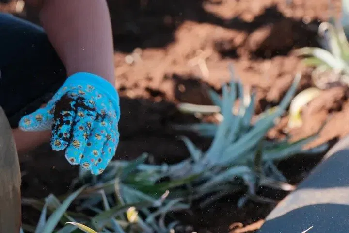 Plant Your Own Pineapple: Maui Farm Tour & Tasting