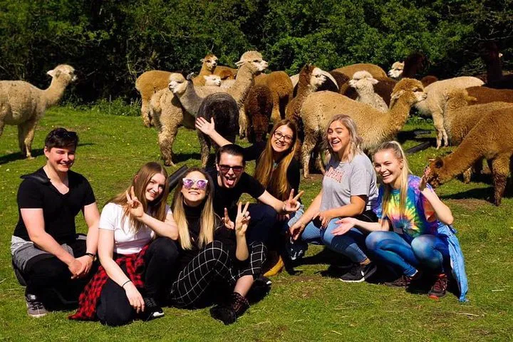 Alpaca Adventure: Cuddle, Feed & Walk with Alpacas in Kenilworth!