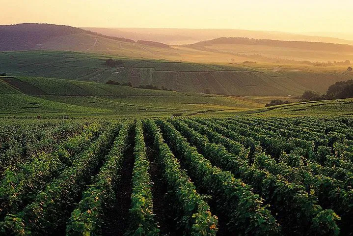 Indulge in Luxury: Private Champagne Tour from Paris